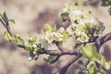 Spring flowers. Beautifully blossoming tree branch