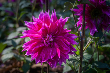 Obraz premium colorful flowers are blooming in the meadow at the foothill during winter in Chiang Rai north of Thailand. Small flowers with beautiful colors are attractive to visitors.