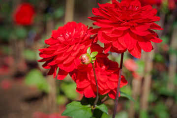 colorful flowers are blooming in the meadow at the foothill  during winter in Chiang Rai north of Thailand. Small flowers with beautiful colors are attractive to visitors.