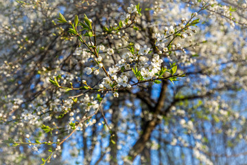 Flowers of the cherry blossoms on a spring day