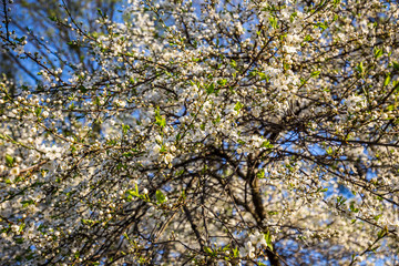Flowers of the cherry blossoms on a spring day