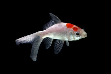 Koi fish black background