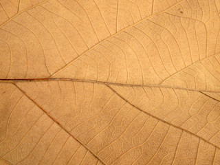 dry brown leaf texture