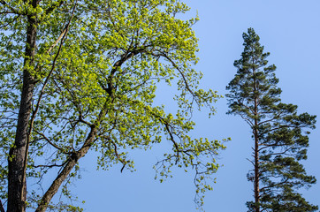 Birch