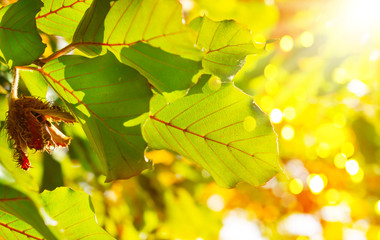 Beech in the sunshine, colorful autumn