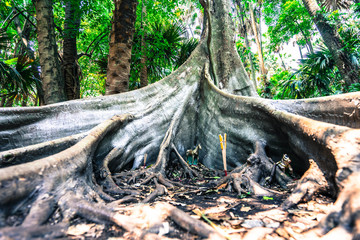 The roots of trees in large braced with hundreds of years of age.