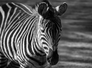 Fototapeta na wymiar African plains zebra with striped background blurred