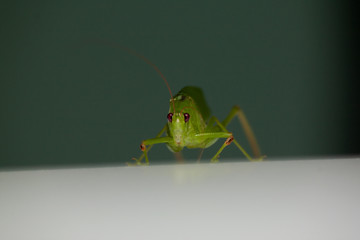 Green grasshopper on the white floor of the car at night.