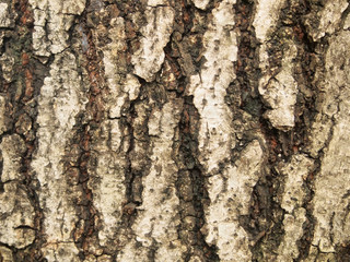 Tree bark texture