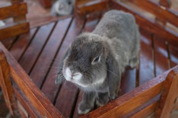 little cute rabbit in farm