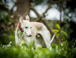 Whippet in the snowdrops