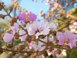 Beautiful pink flower soft focus of Cananga odorata flowers