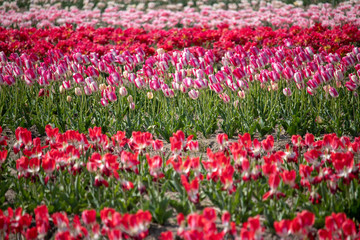 Tulip in Sakura City, Chiba Prefecture, Japan