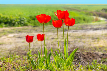 six red tulip flowers with long stems at the edge of a green field in the countryside with a stream running through it.