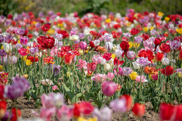 Tulip in Sakura City, Chiba Prefecture, Japan