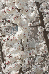 Sakura is blooming in spring