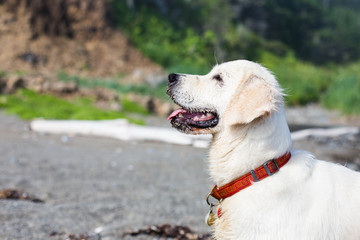 Image of A happy and wet golden retriever girl on the beach waiting for command from her owner. Profile portrait of lovely white dog with the sand on her nose at the seaside in summer