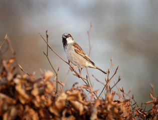 sparrow