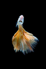 The moving moment beautiful of siam betta fish in thailand on black background.  © Soonthorn