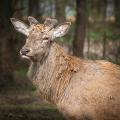 deer with small antlers