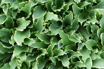 Fototapeta premium Hosta leaves foliage background