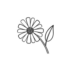 Daisy flower hand drawn outline doodle icon. Field daisy flower with a petal vector sketch illustration for print, web, mobile and infographics isolated on white background.