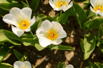 Obraz na płótnie Canvas Pomarańczowy tulipan 5
