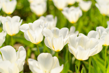 Fototapeta premium Pomarańczowy tulipan 5