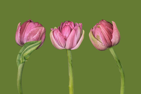Three tulips on plain background, pink and green