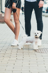 a cute small white dog and legs of a young couple, in the street