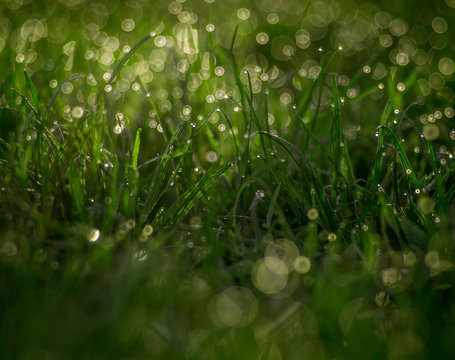 soczysta zielona trawa pokryta rosą