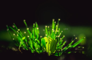 kępka trawy © Henryk Niestrój