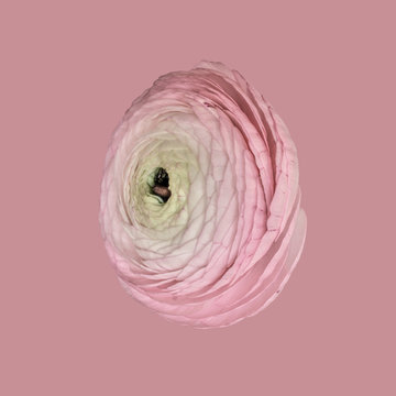 Ranunculus on plain background, pink