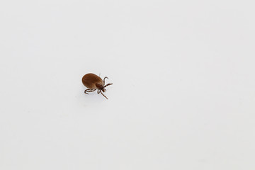 Insect Dangerous in Summer / dangerous parasite