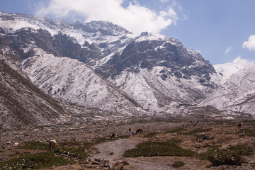 Colorful view of grazing horses on highland valley with huge mountain covered with snow background....