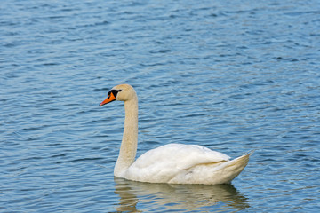 beautiful white swan floats on the lake
