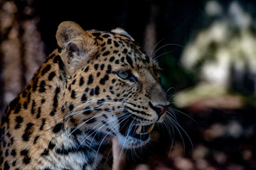 Plakat north chinese leopard close up