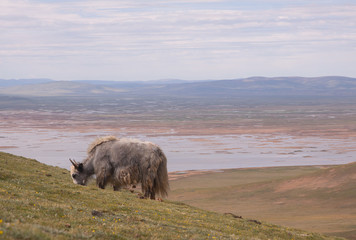 Close up view of grazing yak and clouds over colorful lake background with mountains in skyline.  Tibetan highlands, Qinghai province, China. Source of Huang He river. Yellow river source area.