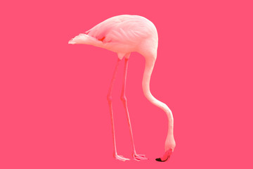 Background flamingo bird eating