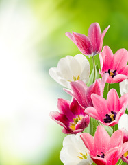 Fototapeta premium beautiful flowers tulips in the garden