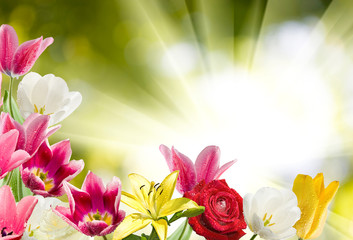 Obraz na płótnie Canvas beautiful flowers tulips in the garden against the sky