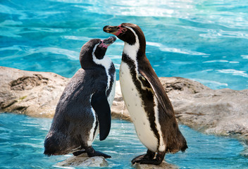 zwei Pinguine stehen am Wasser