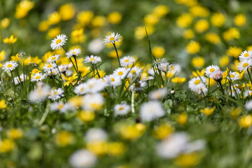 Selective focus on Spring flowers meadow background