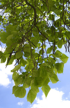 Plants: Foliage and bean pods of the northern catalpa tree