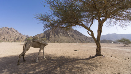 Fototapeta na wymiar Closeup of camels at the desert. Selective focus and crop fragment.