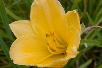 Fototapeta na wymiar Yellow daylily close up