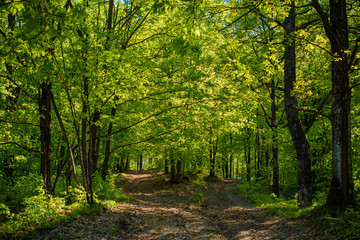 Fototapeta premium The beautiful nature of mountains and forests, the concept of recreation and tourism 
