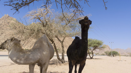 Closeup of camels at the desert. Selective focus and crop fragment.