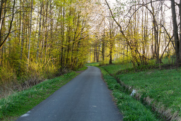 Narrow path lit by soft spring sunlight. Forest spring nature. Spring forest natural landscape with forest trees