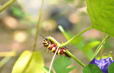 caterpillar climbing and feeding on butterfly pea branch in garden